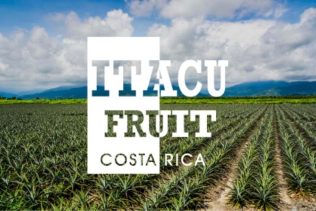 Ejemplo de testimonios de clientes de Paprika Digital, agencia de marketing digital en Costa Rica