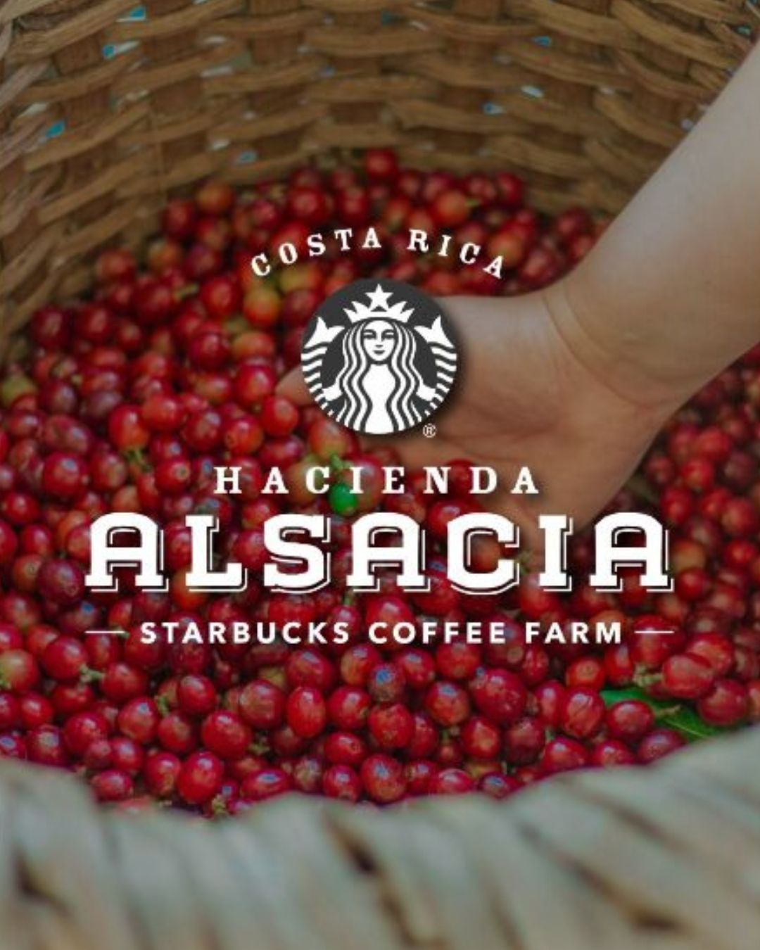 Agencia de Redes Sociales en Costa Rica, Paprika Digital