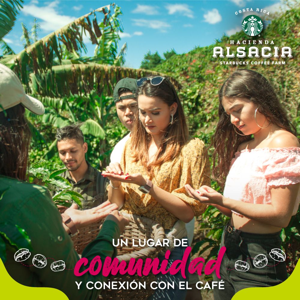 Resultado de gestion de redes sociales para Alsacia desarrollado por Paprika Digital