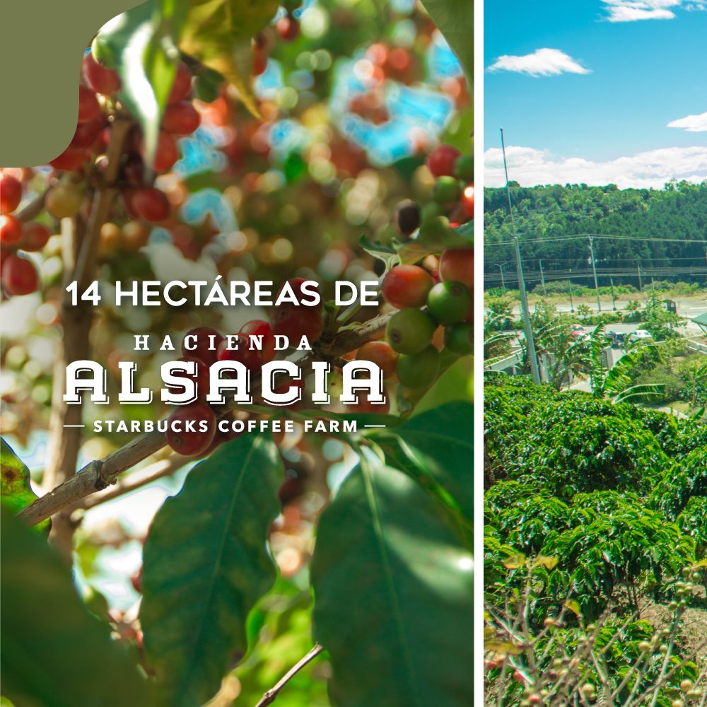Trabajo de gestion de redes sociales para Alsacia hecho por el equipo de Paprika Digital