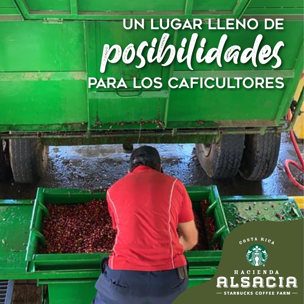 Ejemplo de gestion de redes sociales para Alsacia, agencia de marketing digital en Costa Rica